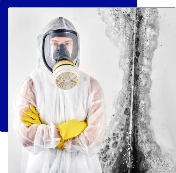 Mould Cleaning Services in Sydney