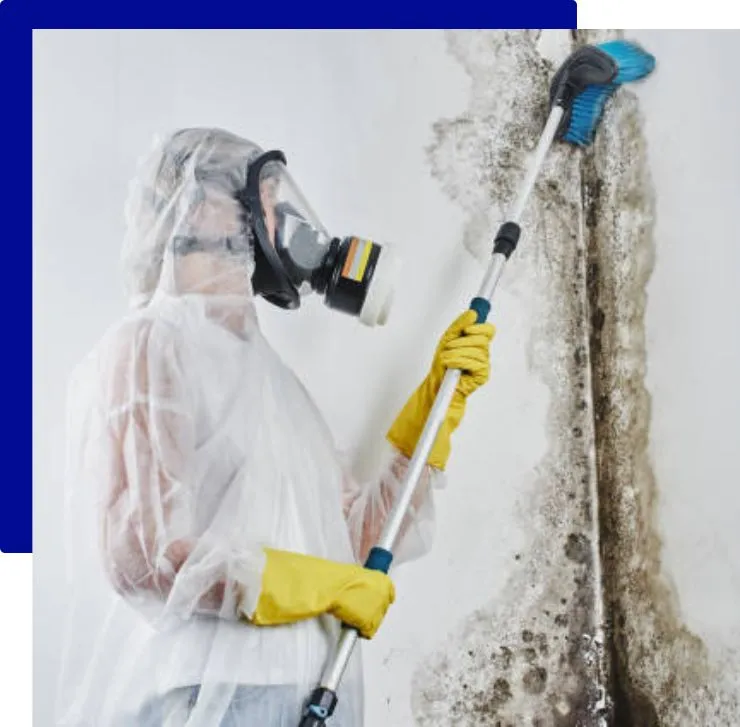 Mould Remediation Service in Sydney