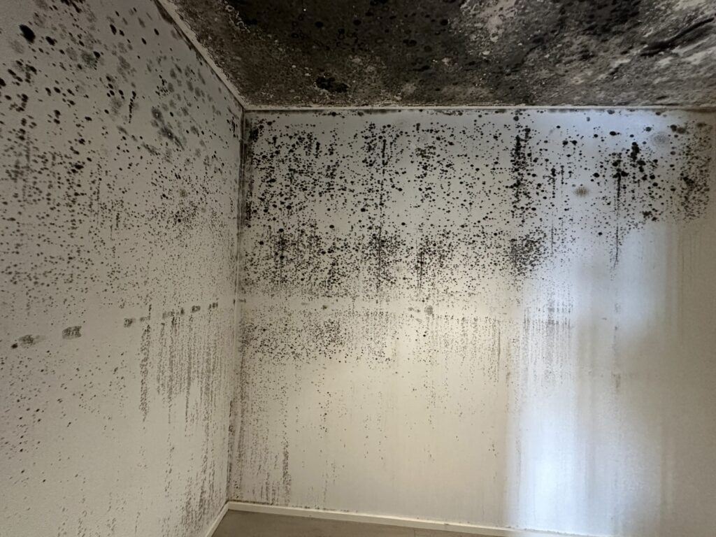 Mould remediation